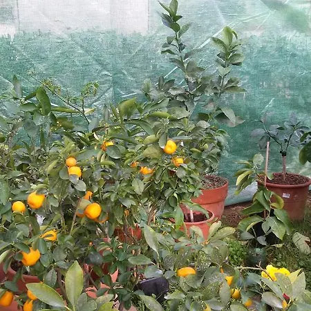 Appartamento La Limonaia Castiglioncello